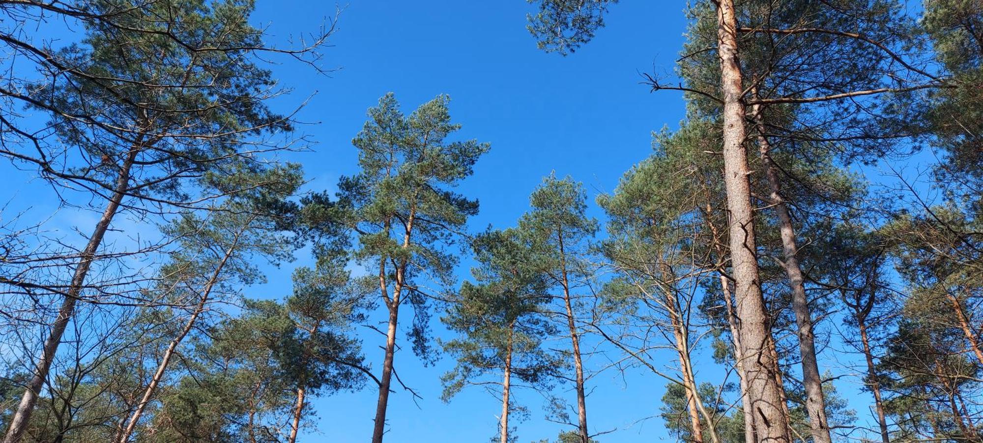 Chalet Wanama. Gelegen Op Het Vakantiepark Het Lierderholt Op De Veluwe. Villa Beekbergen Eksteriør bilde